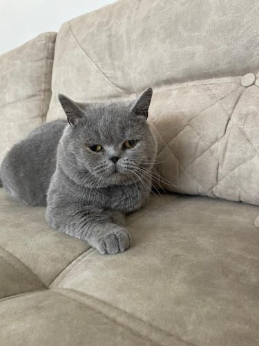 Tosbik barbunyamız için ömürlük yuva fotoğraf