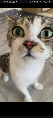 Eva'ya geçici yuva fotoğraf