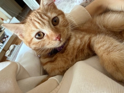 güzel miniş sapsarı bebek fotoğraf