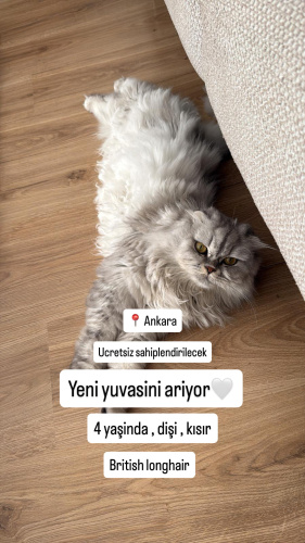 Kalici guvenilir yeni yuvasini ariyor fotoğraf