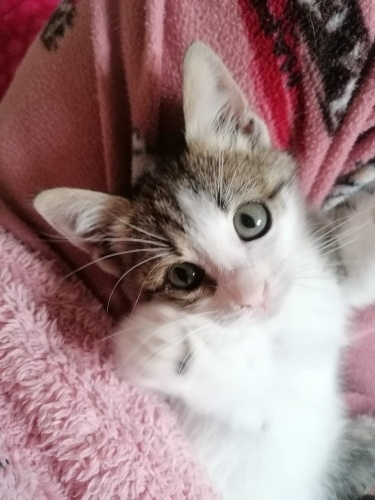 Oyuncu kız çocuğu fotoğraf