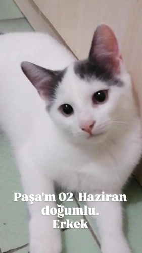 Yakışıklı oğlum benim. fotoğraf