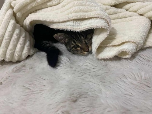 Ponçik kalpli bir korsan 💞💞 fotoğraf