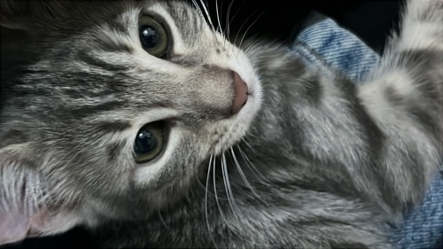 Sakin, iyi huylu ve oyuncu tekir bebeğe yuva arıyoruz fotoğraf