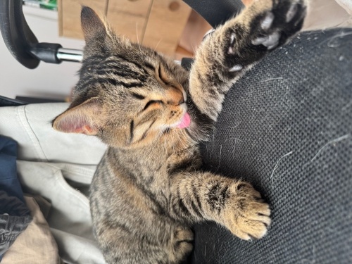 smokin scootish kırması fotoğraf