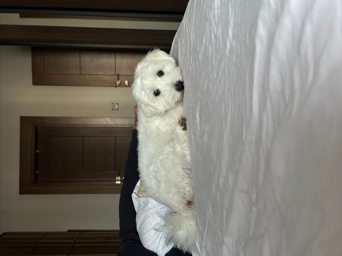 Eğitimli ve uyumlu maltese fotoğraf