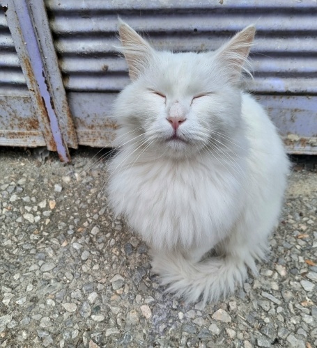 SAHİBİ TERK EDEN ANKARA KEDİSİ SOKAKTA YAPAMIYOR fotoğraf