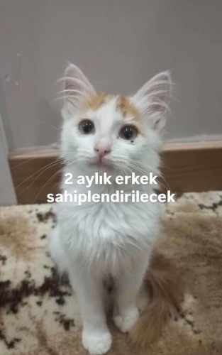 Bu dünya yakışıklı bebiş yuva arıyor. fotoğraf