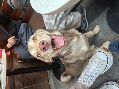 YURT DIŞINA SAHİPLENDİRİLECEK 3-4 AYLIK GEÇİCİ YUVA ARIYOR! fotoğraf