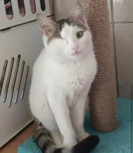 Badem yuva arıyor fotoğraf