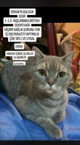 Çitos yuva arıyor fotoğraf