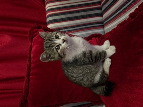 Kapıda buldum sahiplendirmek istiyorum fotoğraf