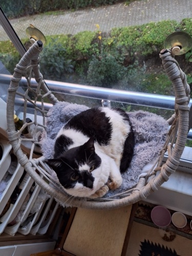 Sokağa atılmış, lütfen YUVA bulması lazım fotoğraf