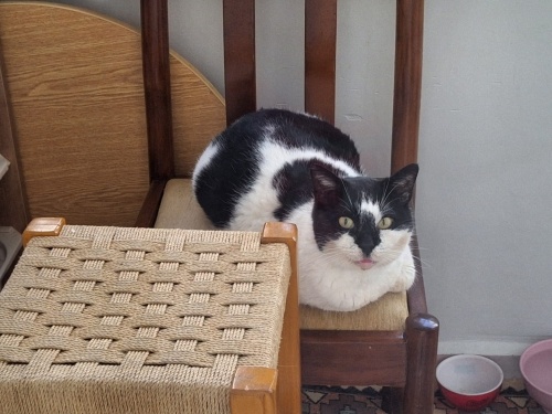 Sokağa atılmış, lütfen YUVA bulması lazım fotoğraf