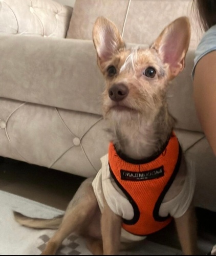 LEYLOŞ YUVA ARIYOR fotoğraf