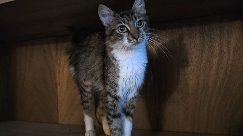 Usal Prenses Kısır Çipli Lady💗 fotoğraf