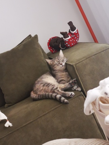 Kedilerim anlaşamıyor fotoğraf