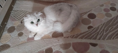 Hamile sukutis folt lonkhair fotoğraf