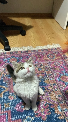 Dünya güzeli bir kedi fotoğraf