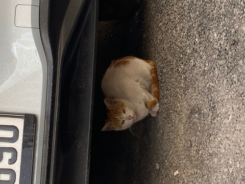 Bu yavruya yuva arıyorum cok ürkek ve yalnız bir kedi fotoğraf
