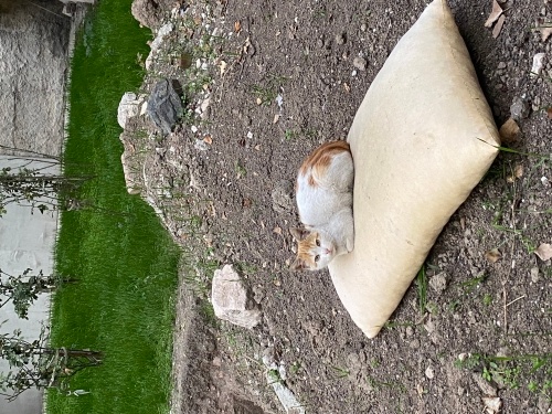 Geceleri ağlıyor bu yavruya yuva olmak istemez misiniz fotoğraf