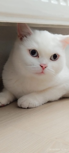 Uysal bir dost arayanlara fotoğraf