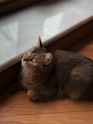 LUNA YUVA ARIYOR fotoğraf