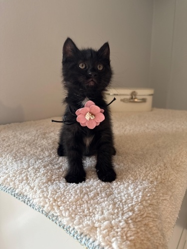 LİYA YUVA ARIYIR fotoğraf