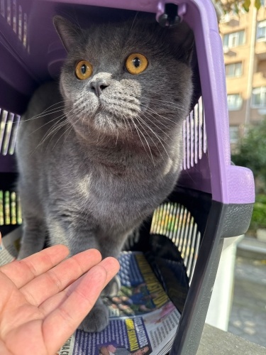 OLDİİ YUVA ARIYOR fotoğraf