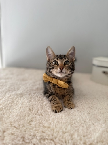 PANÇO YUVA ARIYOR fotoğraf