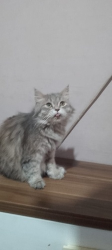 Sevimli güzel ve oyunbazım fotoğraf