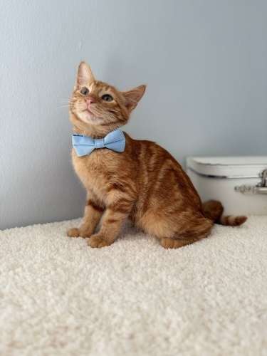 NOHUT YUVA ARIYIR fotoğraf