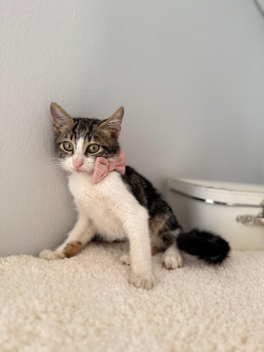 KARAMEL YUVA ARIYOR fotoğraf