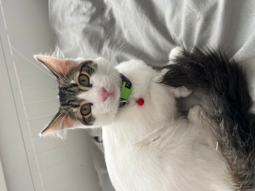 Beyaz mimiye acil yuva fotoğraf