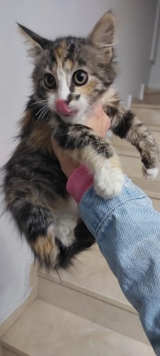 Evde bakılıp sokağa atılmış fotoğraf