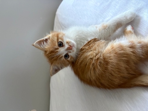 Anneleri ölen iki kardeşe yuva arıyoruz fotoğraf