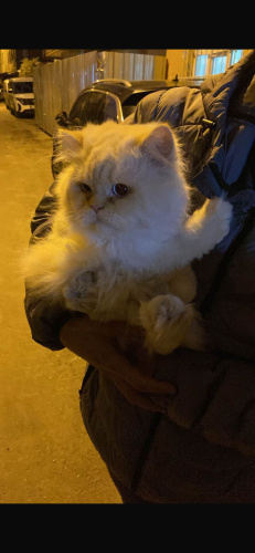 Ömürlük yuva arıyoruz fotoğraf