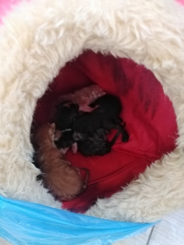 Yeni doğmuş 4 bebek için Yuva fotoğraf