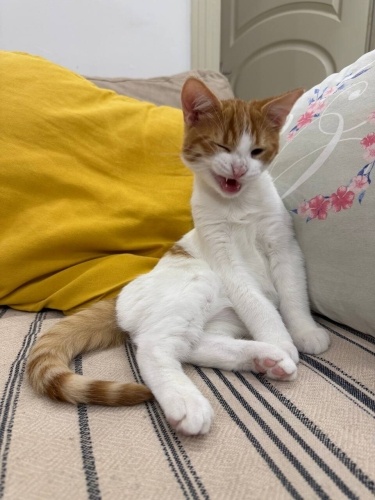 Tatlı mı tatlı minik Pofuduk, sıcak bir aile arıyor 💛 fotoğraf