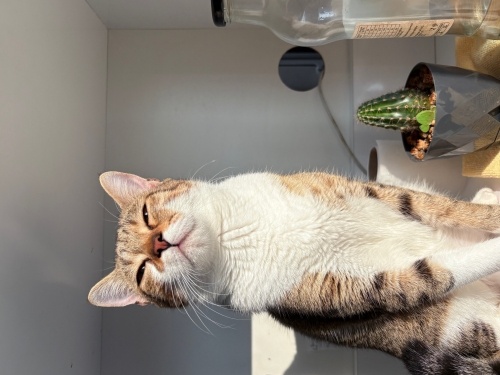 Kader, yeni kaderini arıyor :) fotoğraf