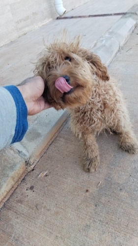 Maltjipo ırkı, küçük ırk fotoğraf