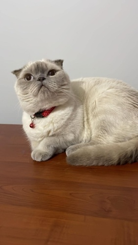 3.5 YAŞINDA SCOTTİSH FOLD KISIR AŞILARI TAM ÖMÜRLÜK YUVASINI ARIYOR fotoğraf