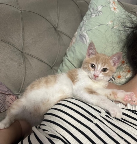 Limon ömürlük yuvasını arıyor fotoğraf