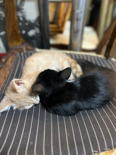 1 aylık yavru kedilere yuva fotoğraf