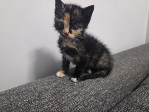 Bademe yuva olur musunuz? fotoğraf