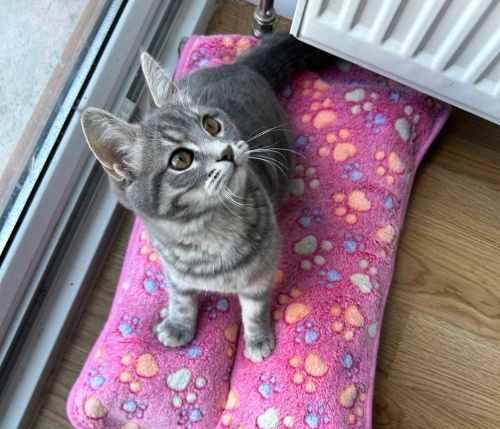 Çok acil yuva kırma prensese fotoğraf