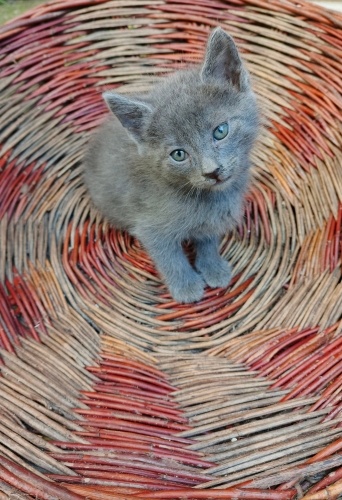 Mavi Rus kedisine ömürlük yuva arıyorum fotoğraf