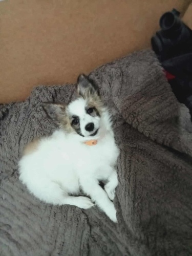 SAKARYA PAMUKOVA ÇOK ACİL KÜÇÜK IRK 6-7 AYLIK YAVRU KÖPEĞE YUVA ARANIYOR fotoğraf