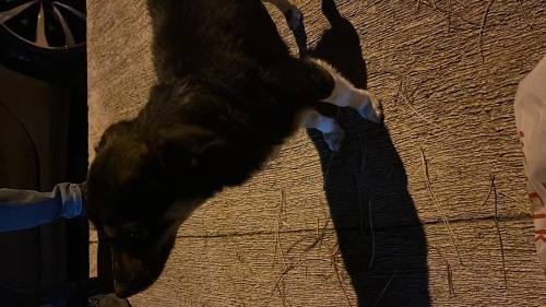 Acil yuva arıyoruz fotoğraf