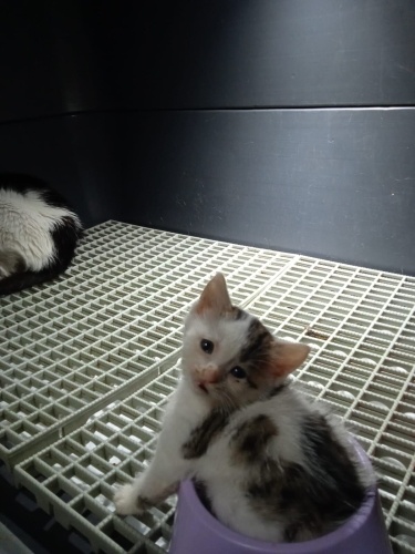 BARINAKTAN KURTARILAN RÜYA YUVA ARIYOR fotoğraf